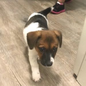 Meet your Posher, Leanet